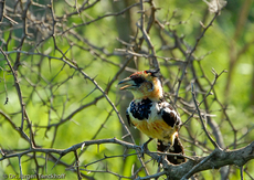 Haubenbartvogel (2 von 2).jpg